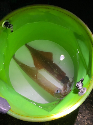 初ヤリイカのウキ釣り!