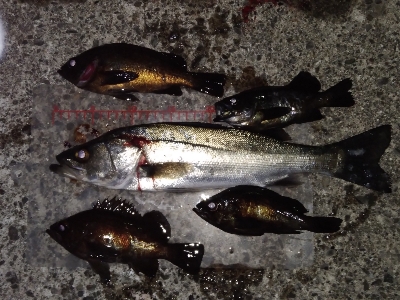 アミパターンに逆戻り