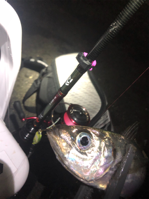 久しぶりの数釣り！！