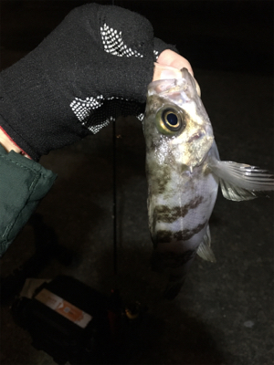 久しぶりのメバリング