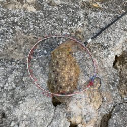 沖縄遠征エギング