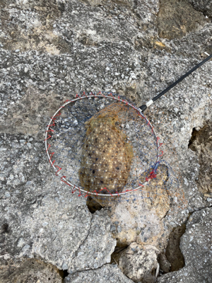 沖縄遠征エギング