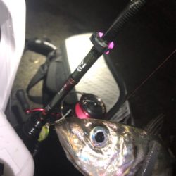 久しぶりの数釣り！