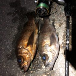 ゴールドメバル