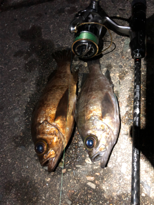 ゴールドメバル