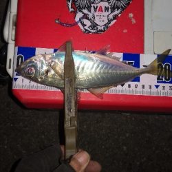 アジング練習 249