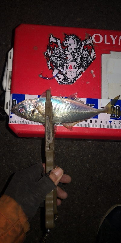 アジング練習 249