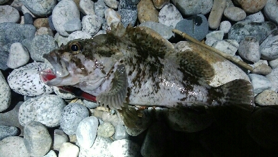 ホタパタでクロソイ