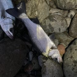 ヒラスズキ！！春の朝マズメ狙い