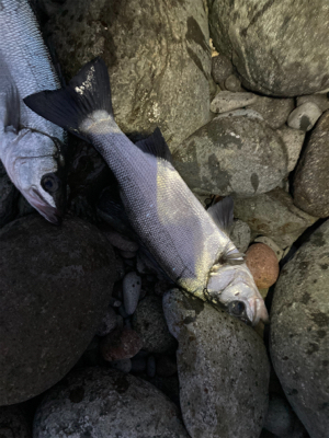 ヒラスズキ！！春の朝マズメ狙い