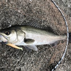 シーバス＆メバル！