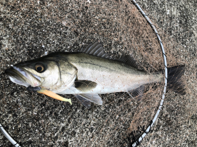 シーバス＆メバル！