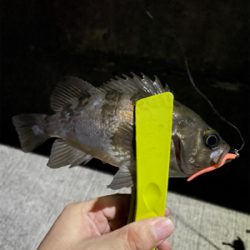 尺アジ釣れちゃった!!