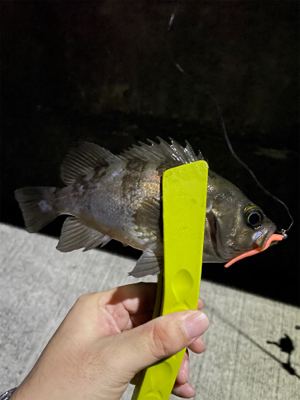 尺アジ釣れちゃった!!