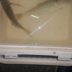 アジング練習 251