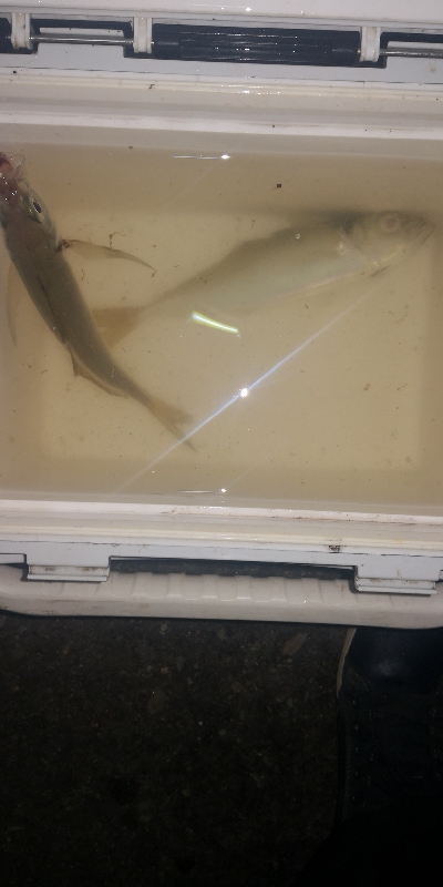 アジング練習 251