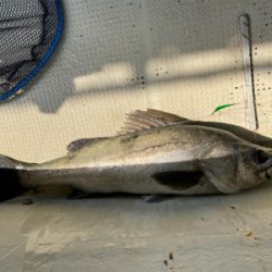 たかみ丸　鯛サビキ