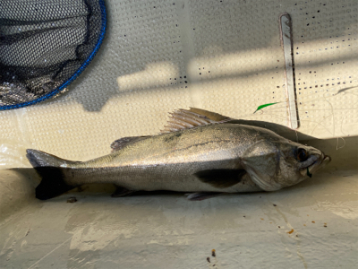 たかみ丸　鯛サビキ