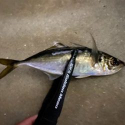 アジはポツポツ