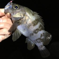 深夜のメバリング