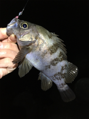 深夜のメバリング