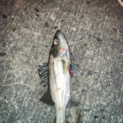 メバルプラッギング