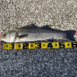 南港新波止のハネ スズキ好調！