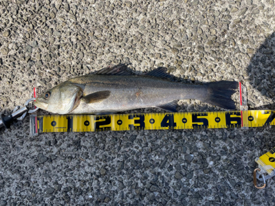 南港新波止のハネ スズキ好調！