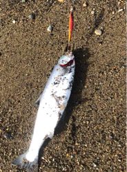 海サクラマス×2