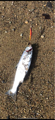 海サクラマス×2