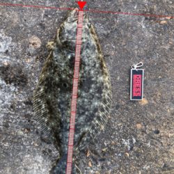 お久しぶりでございます