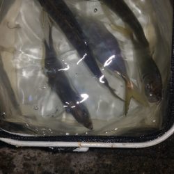 アジング練習 253