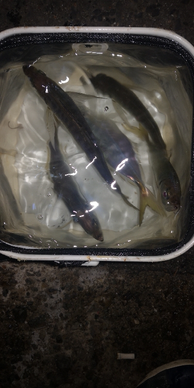 アジング練習 253