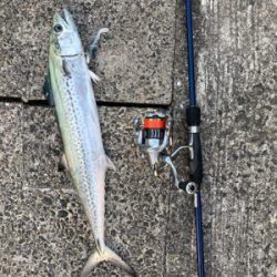 メバルプラッキングからの回遊魚狙い