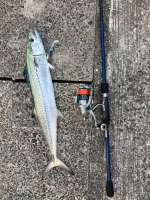 メバルプラッキングからの回遊魚狙い