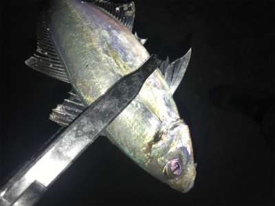 ポロポロアジング