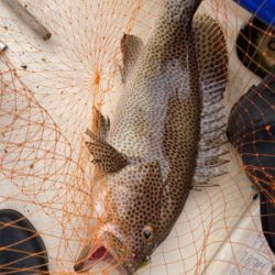 ボートワーミング