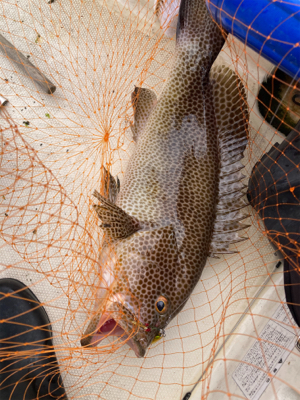 ボートワーミング