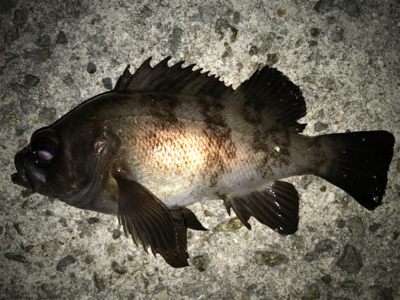 2021ライトゲーム第7戦