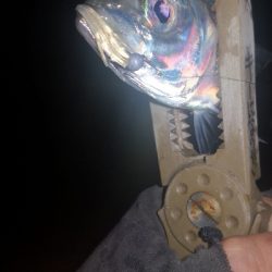 アジング練習 254