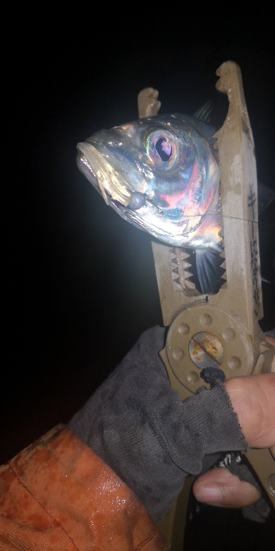 アジング練習 254