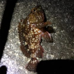 シブい時は安定の•••