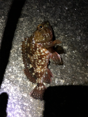 シブい時は安定の•••