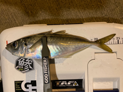 坊主は回避できたから良し!