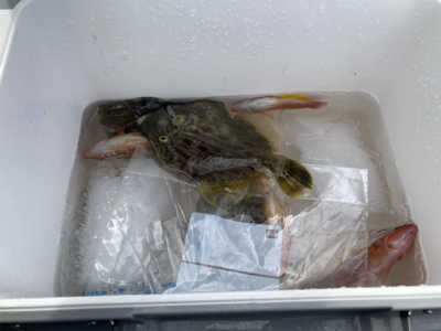 山下丸　カワハギ