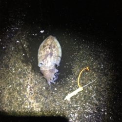 コウイカ 釣行