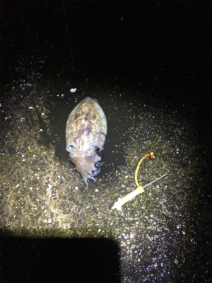 コウイカ 釣行