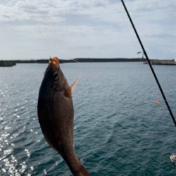 金谷フェリー港　泳がせヒラスズキ