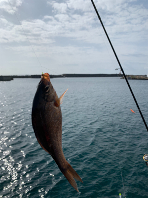 金谷フェリー港　泳がせヒラスズキ