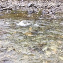 上北村アマゴ解禁